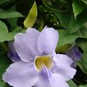 Thunbergia grandiflora